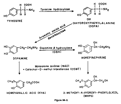 L酪氨酸生化过程”width=