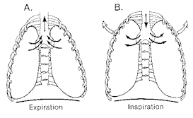 胸呼吸图