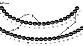 Insulin lispro primary structure