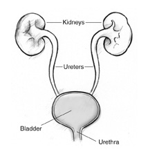 尿路绘图，标有肾脏、输尿管、膀胱和尿道